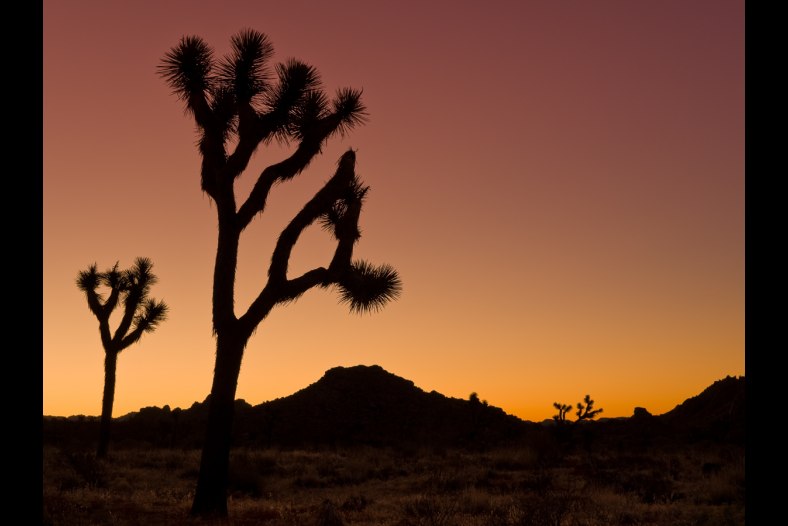 Joshua Tree